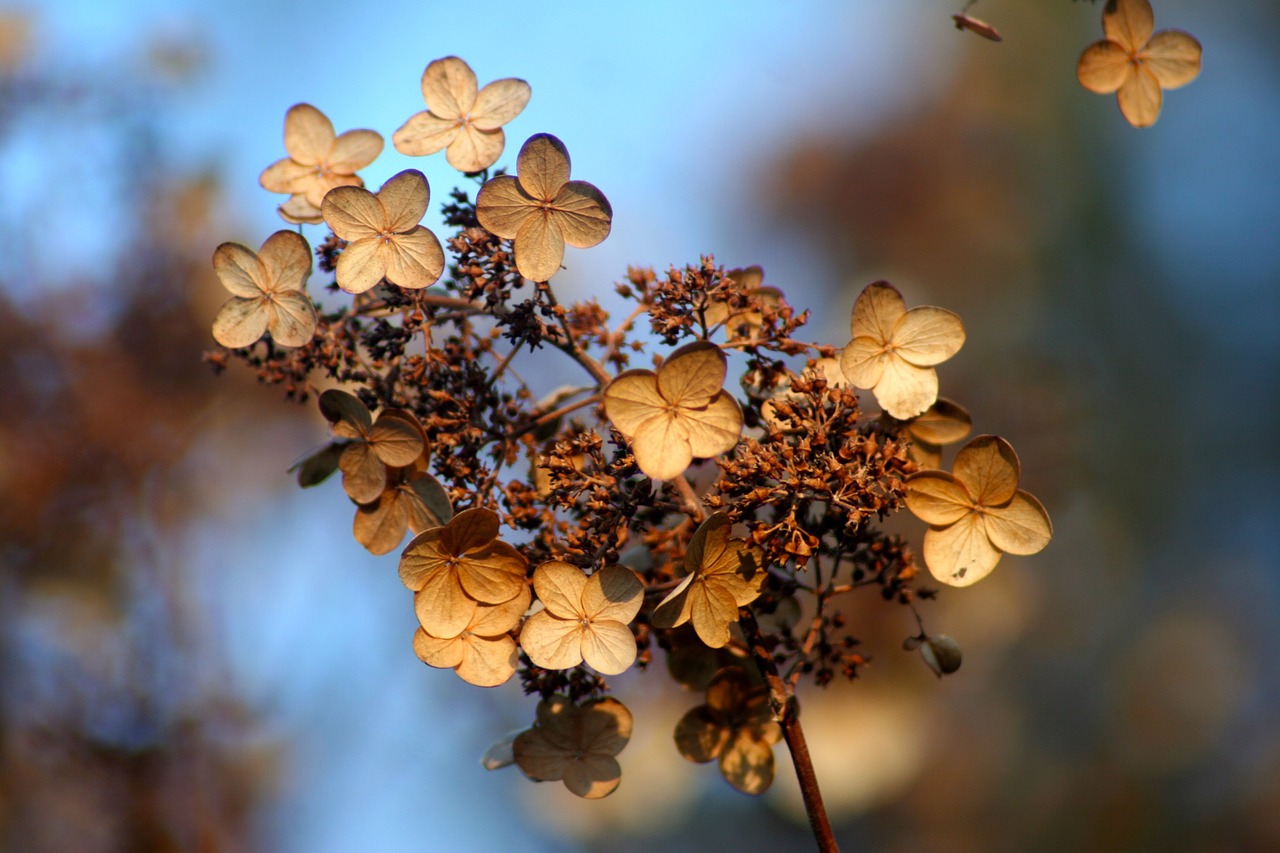 hydrangea autumn fall free photo