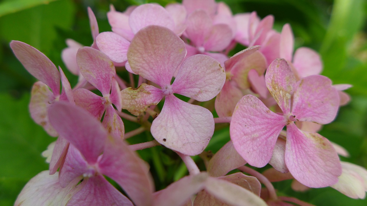 hydrangea blossom bloom free photo