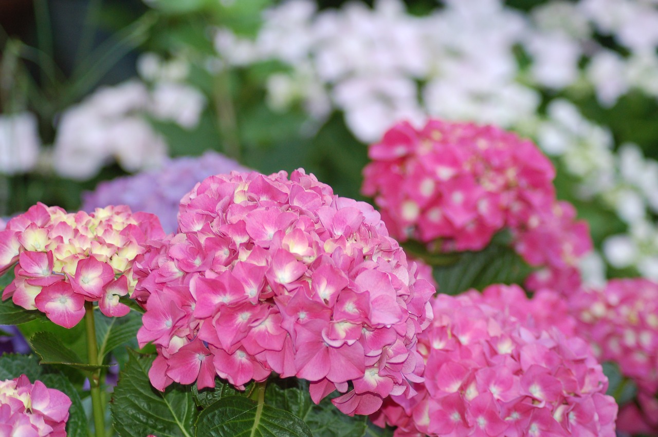 hydrangea flower plant free photo