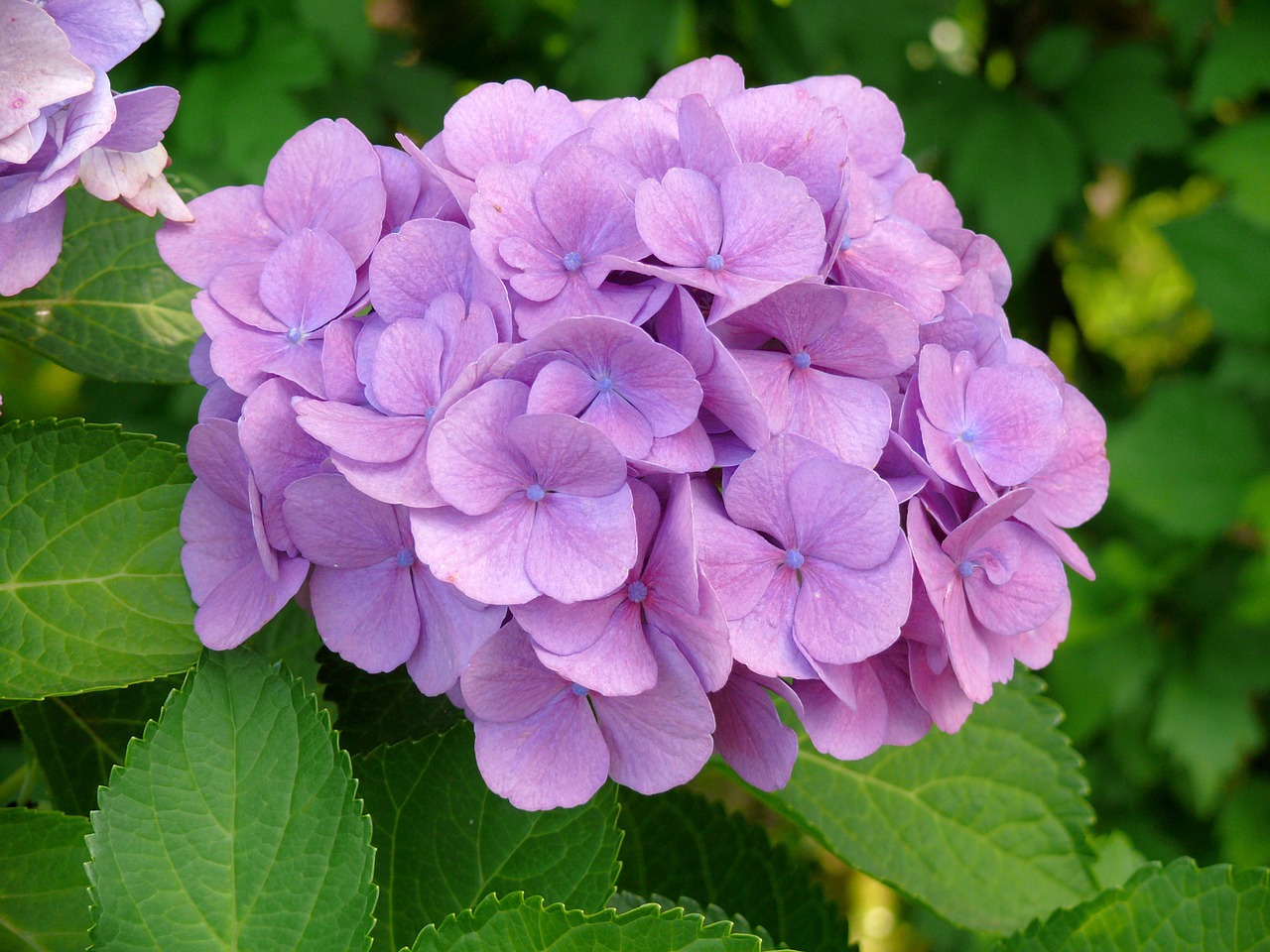 hydrangea lilac plant free photo