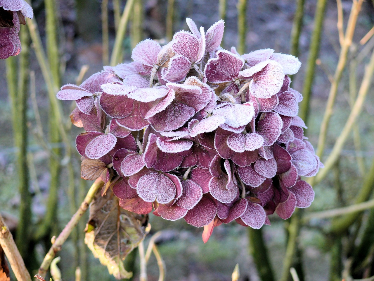 hydrangea winter frozen free photo