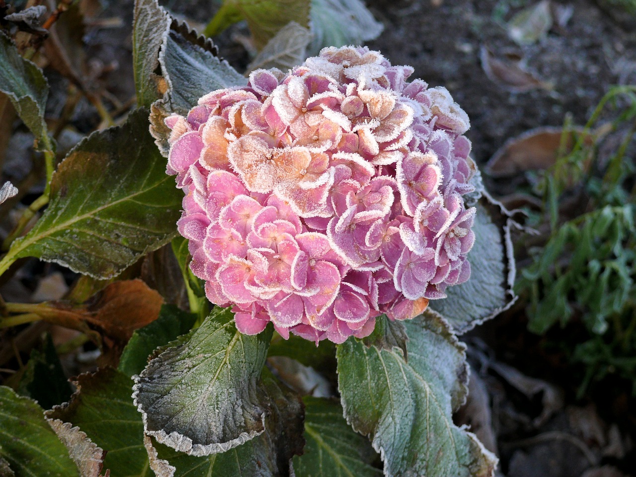 hydrangea winter frozen free photo