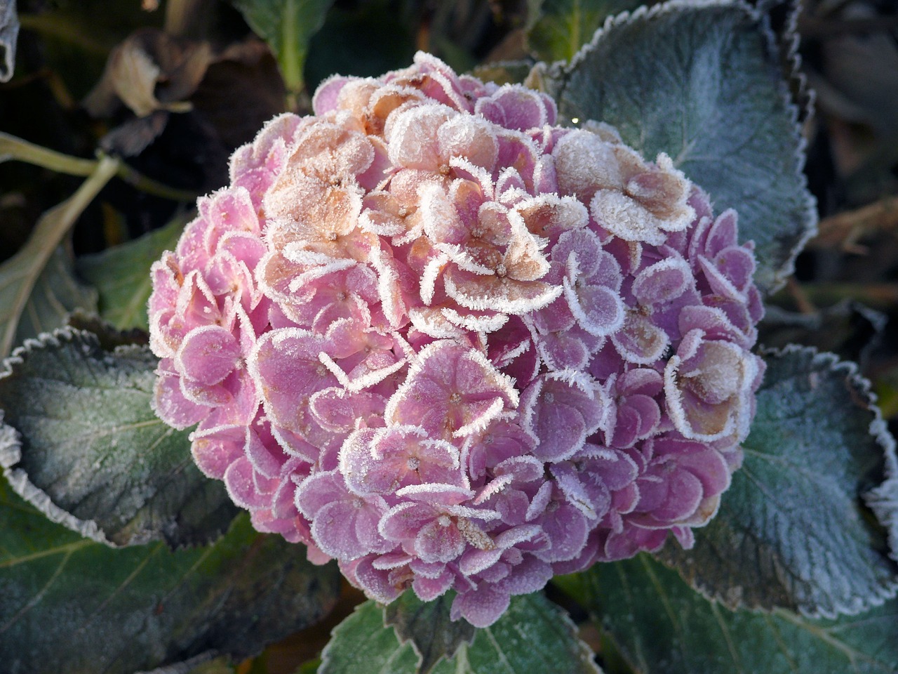 hydrangea winter frozen free photo