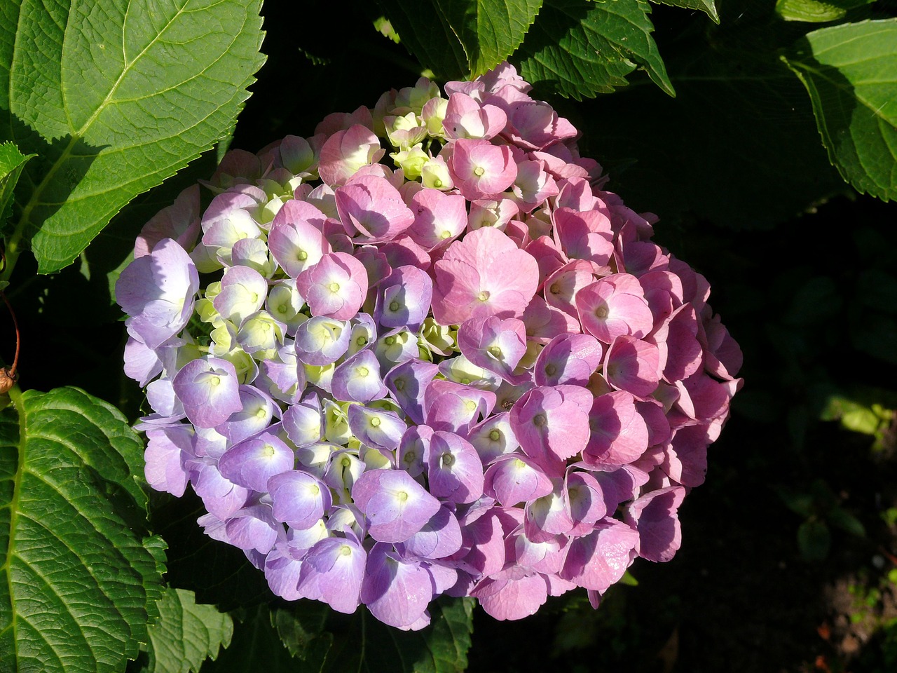 hydrangea flower rose free photo