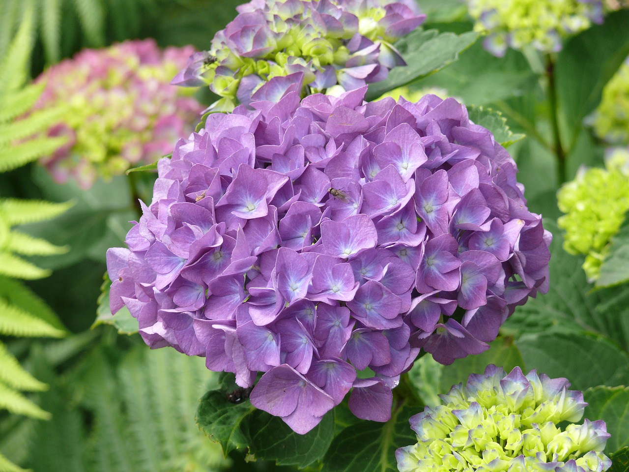 hydrangea purple flower free photo