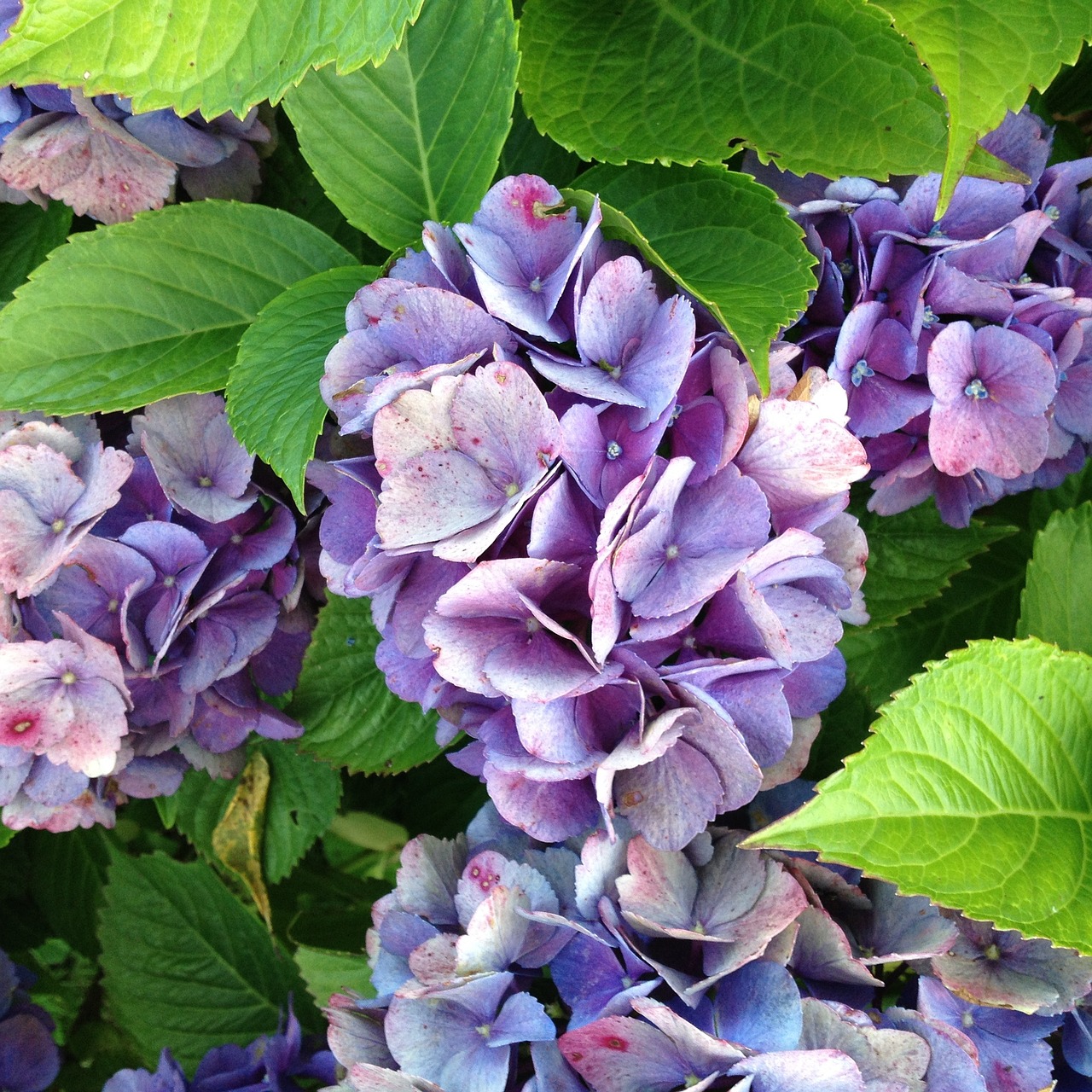 hydrangea flowers garden free photo