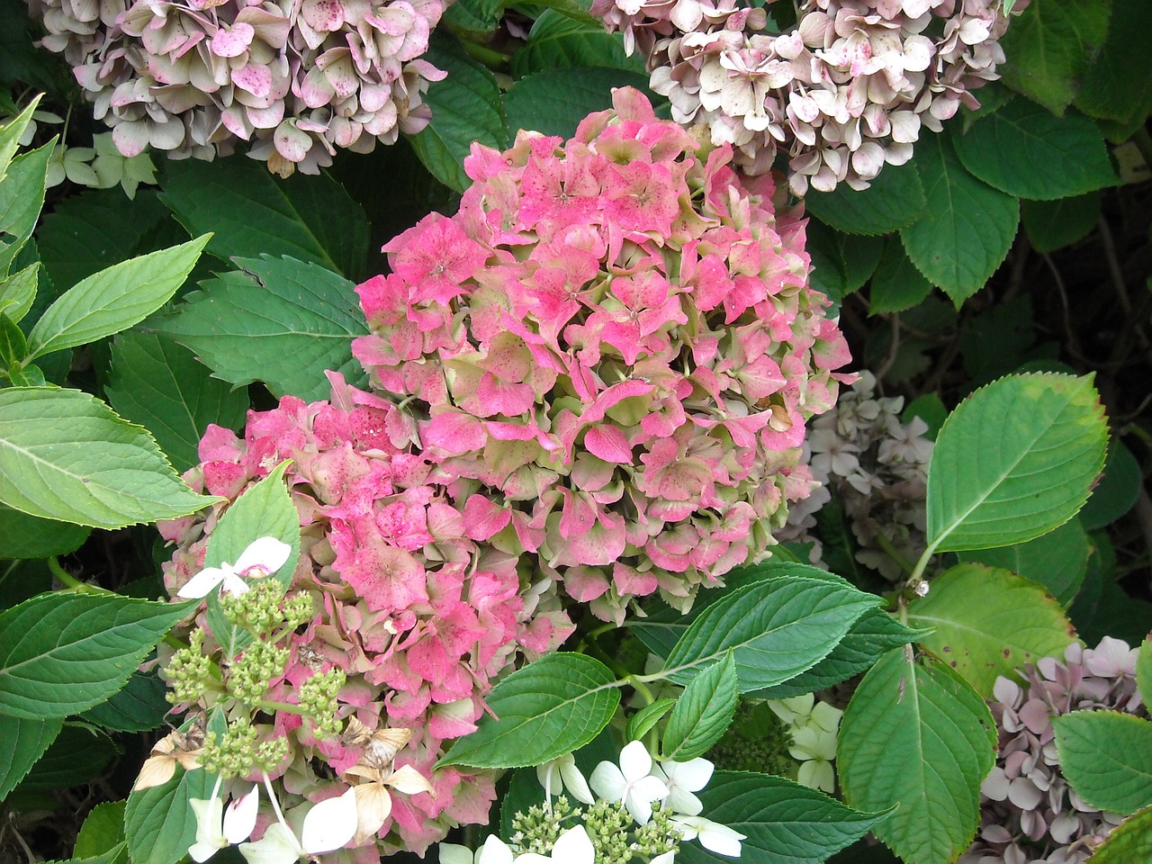 hydrangea flowers garden plant free photo