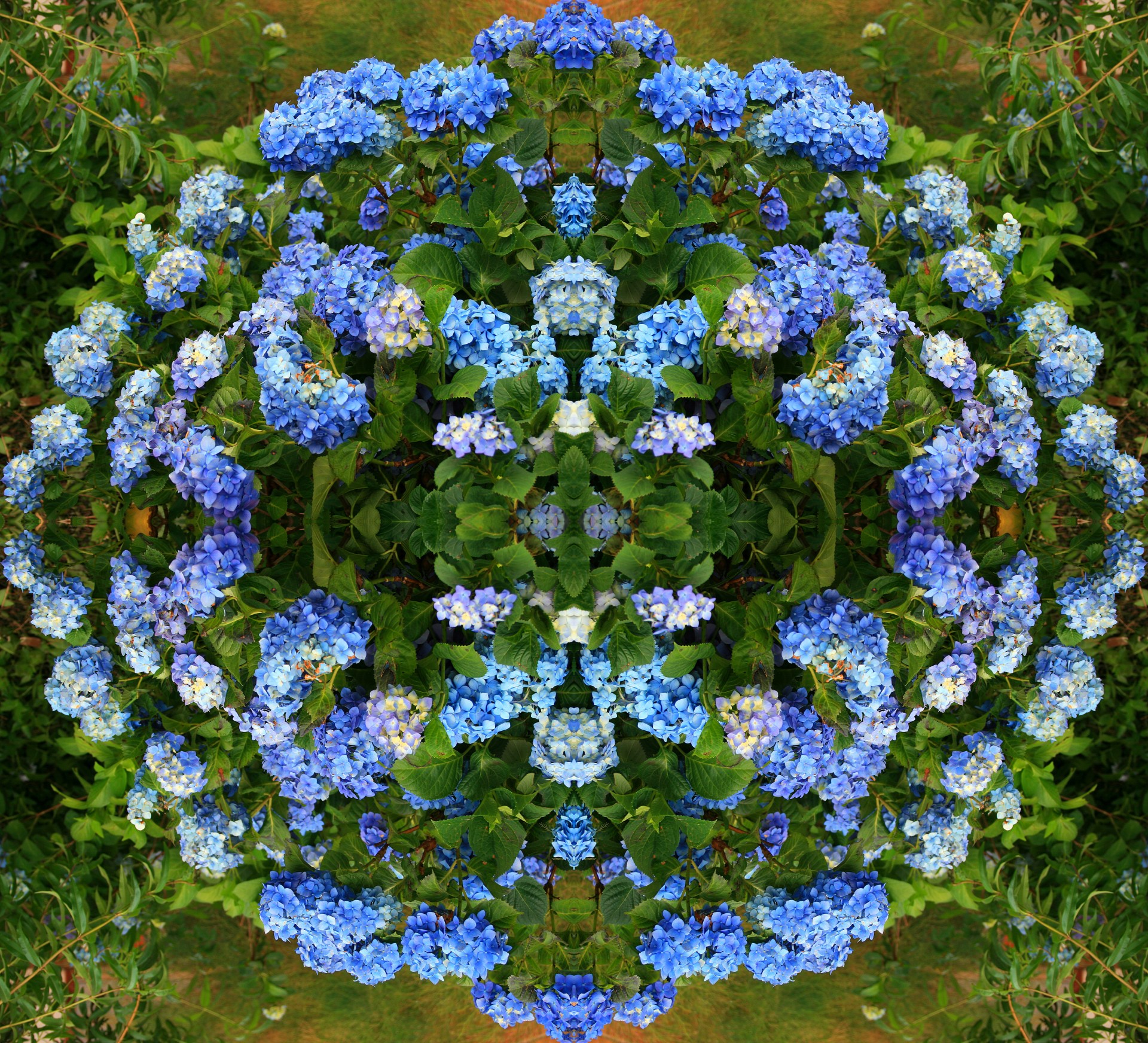 flowers roundel blue free photo