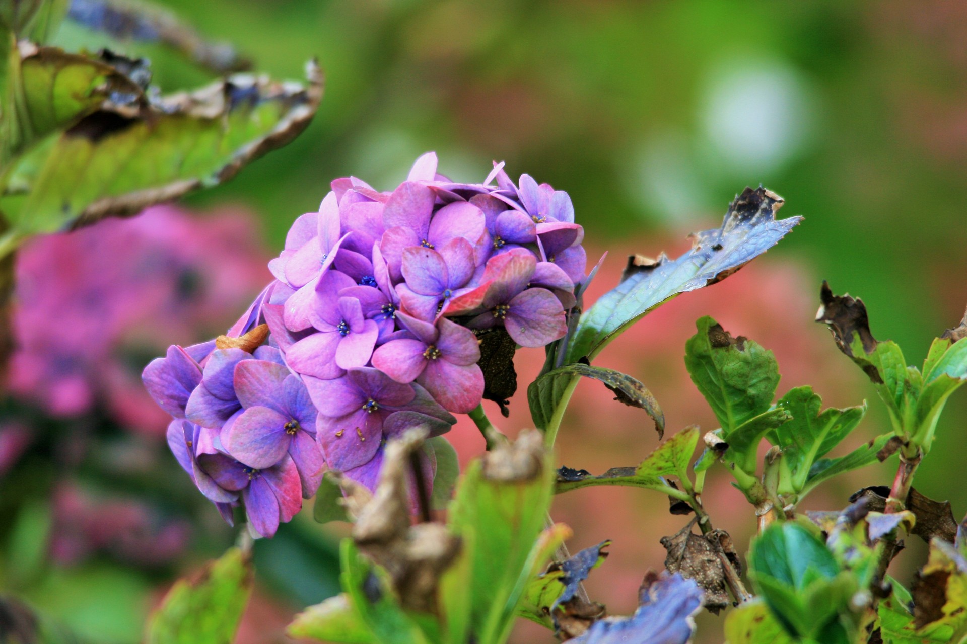 flower head christmas rose hydrangea free photo