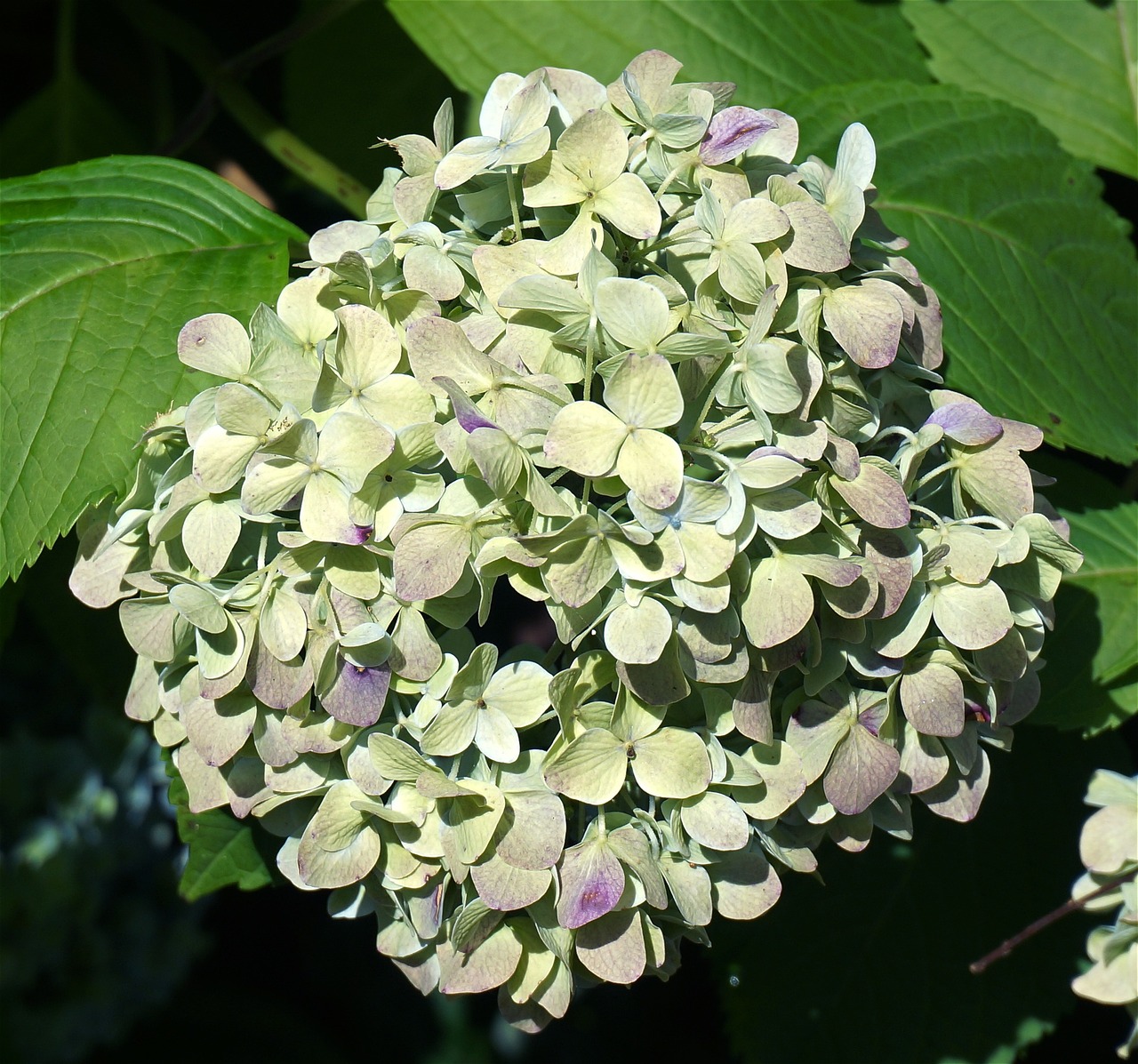 hydrangea changing color leaves flower free photo