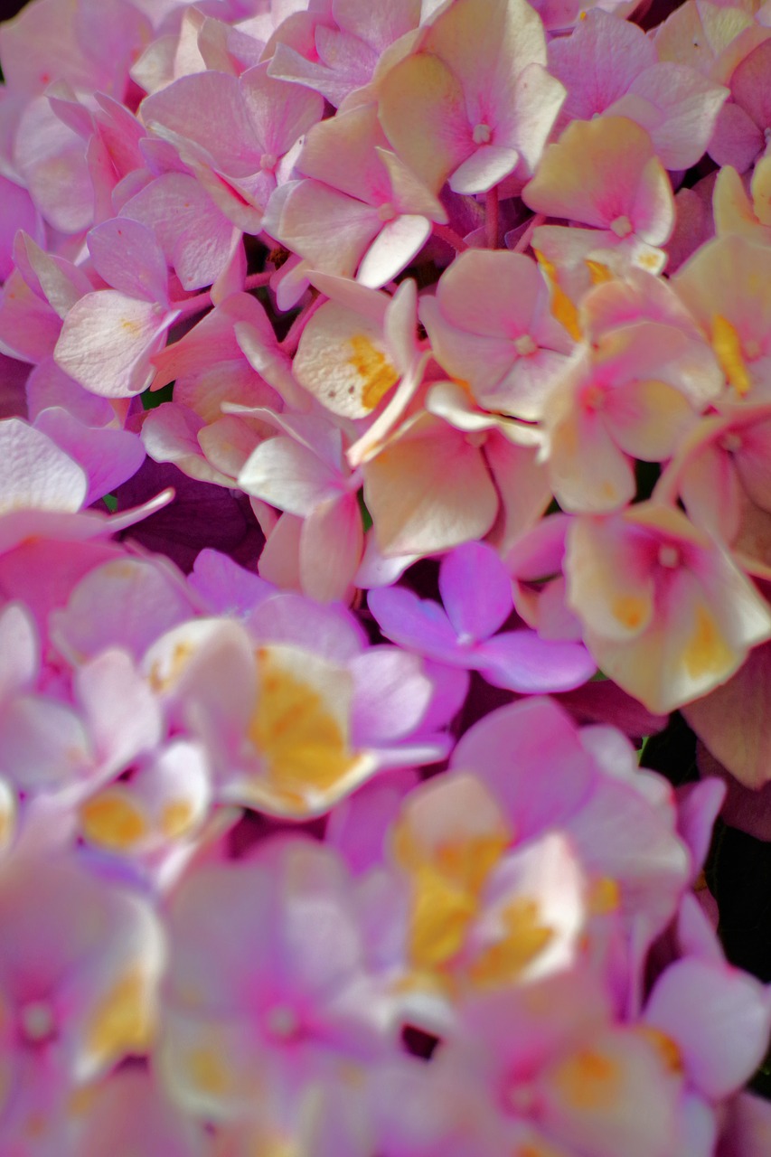 hydrangea flower  pink  hydrangea free photo