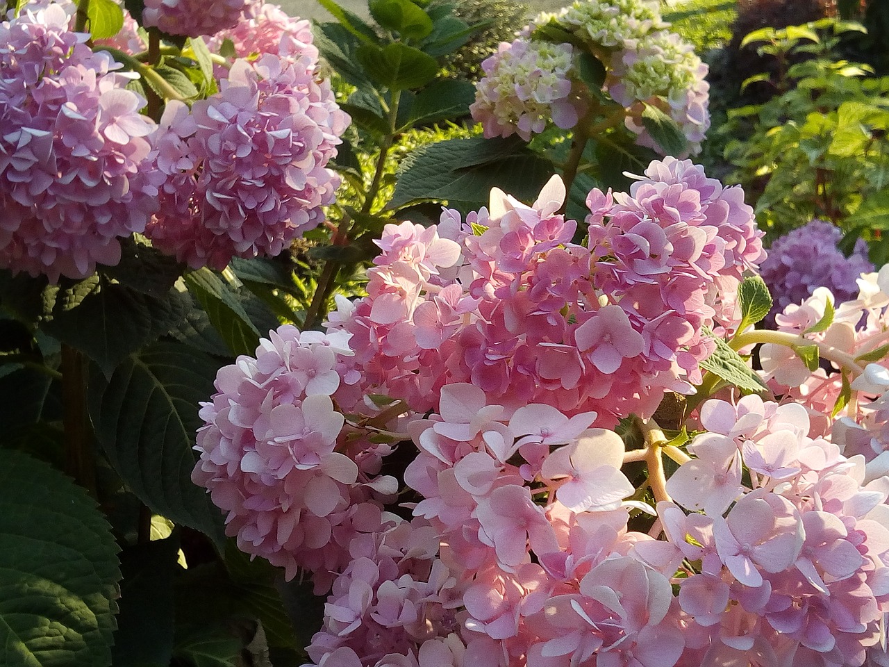hydrangea flowers jia flowers other training offerings free photo
