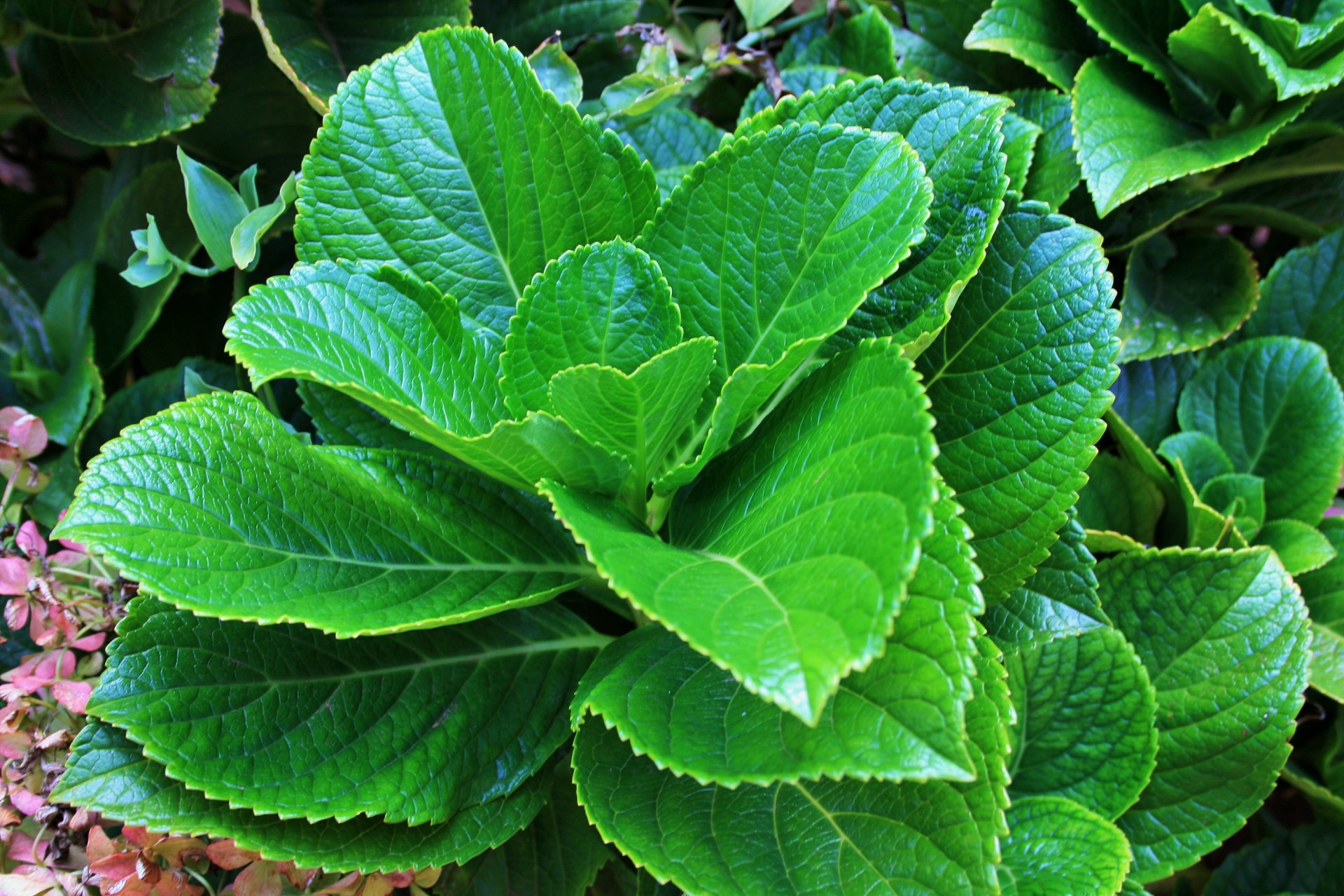 hydrangea foliage leaves free photo