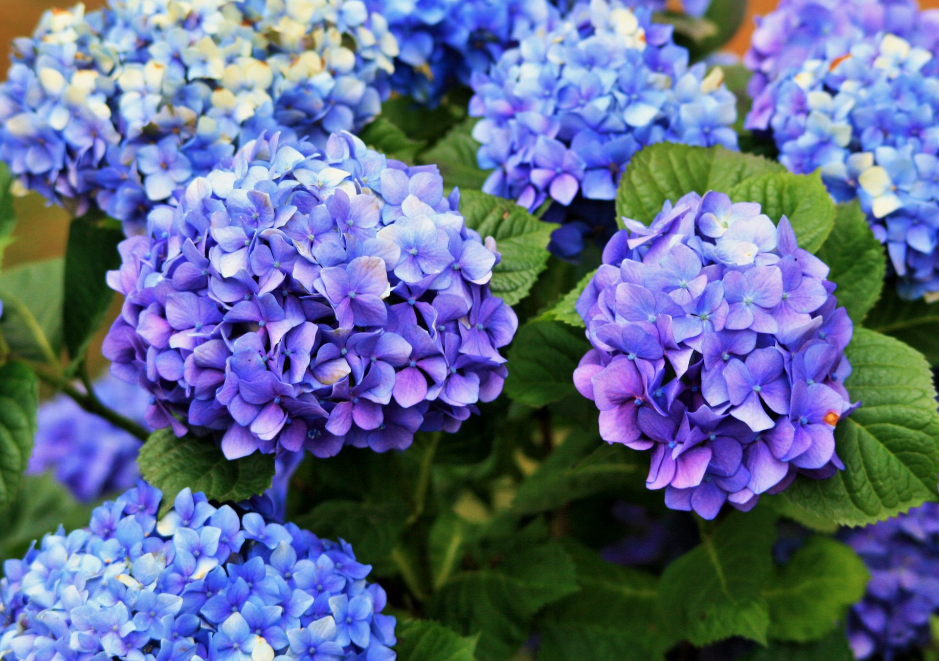 flowers heads hydrangea free photo