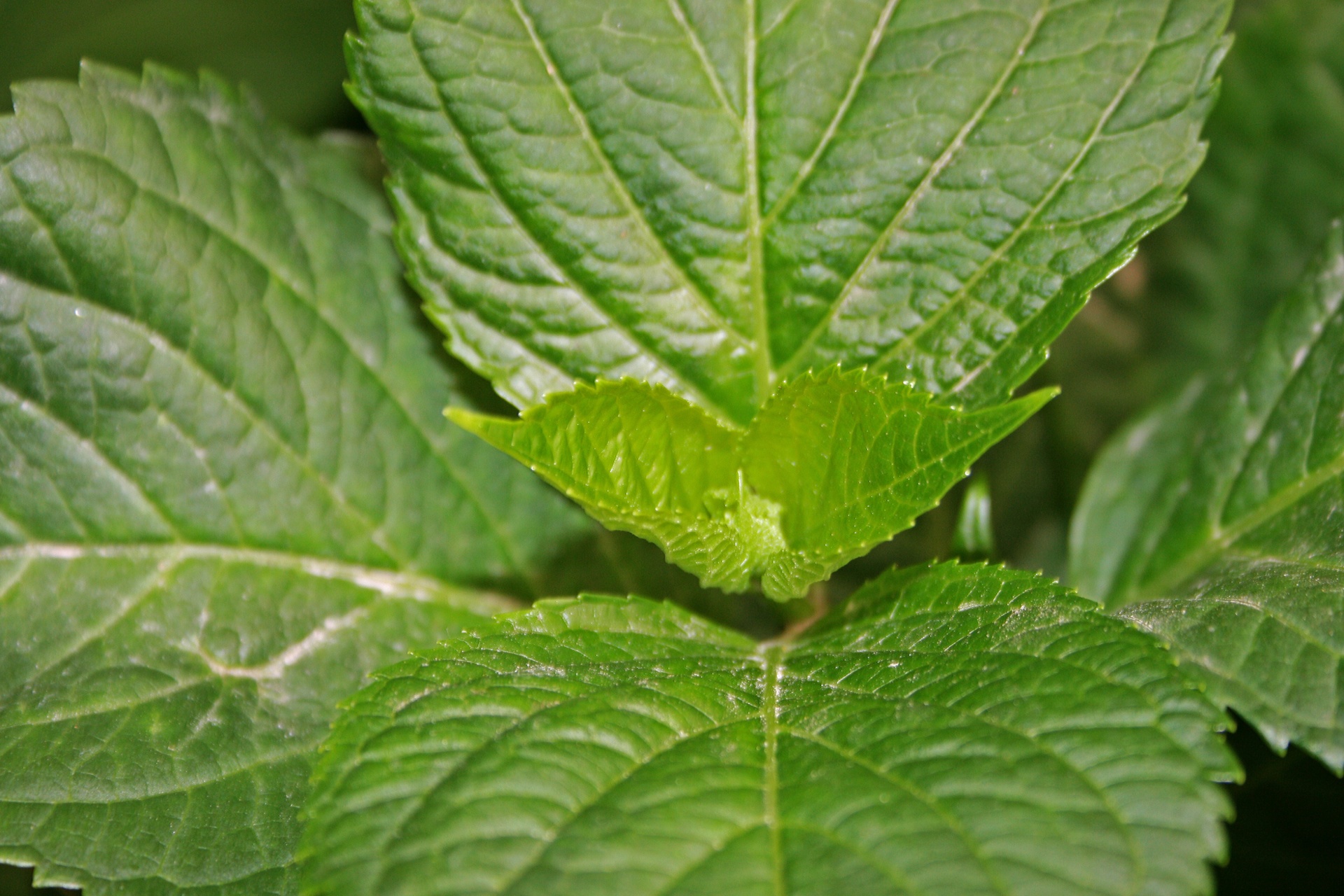 leaves green foliage free photo