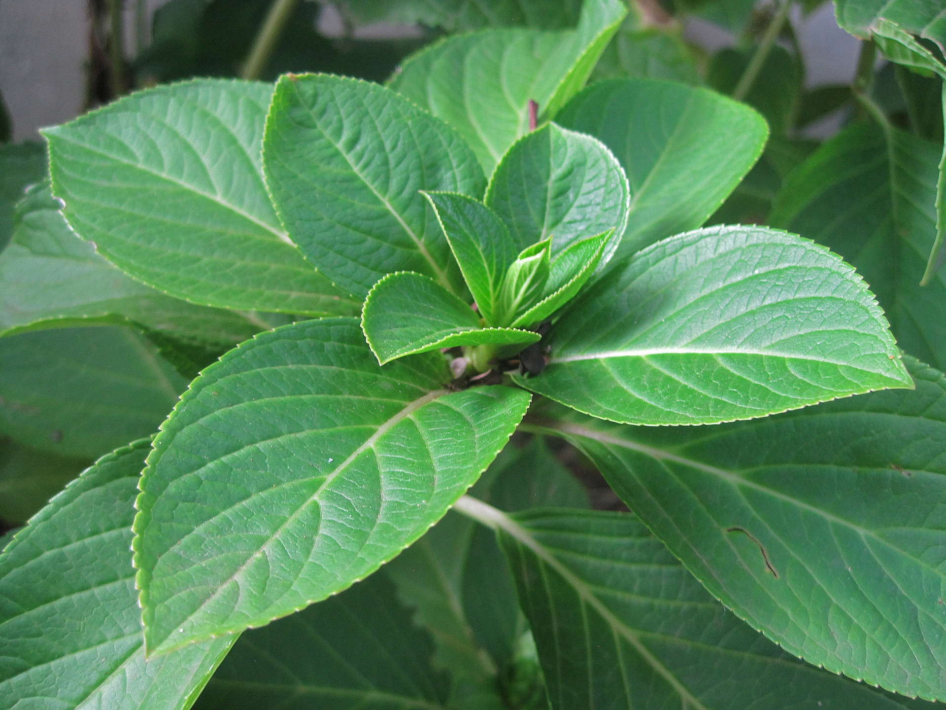 leaves green foliage free photo