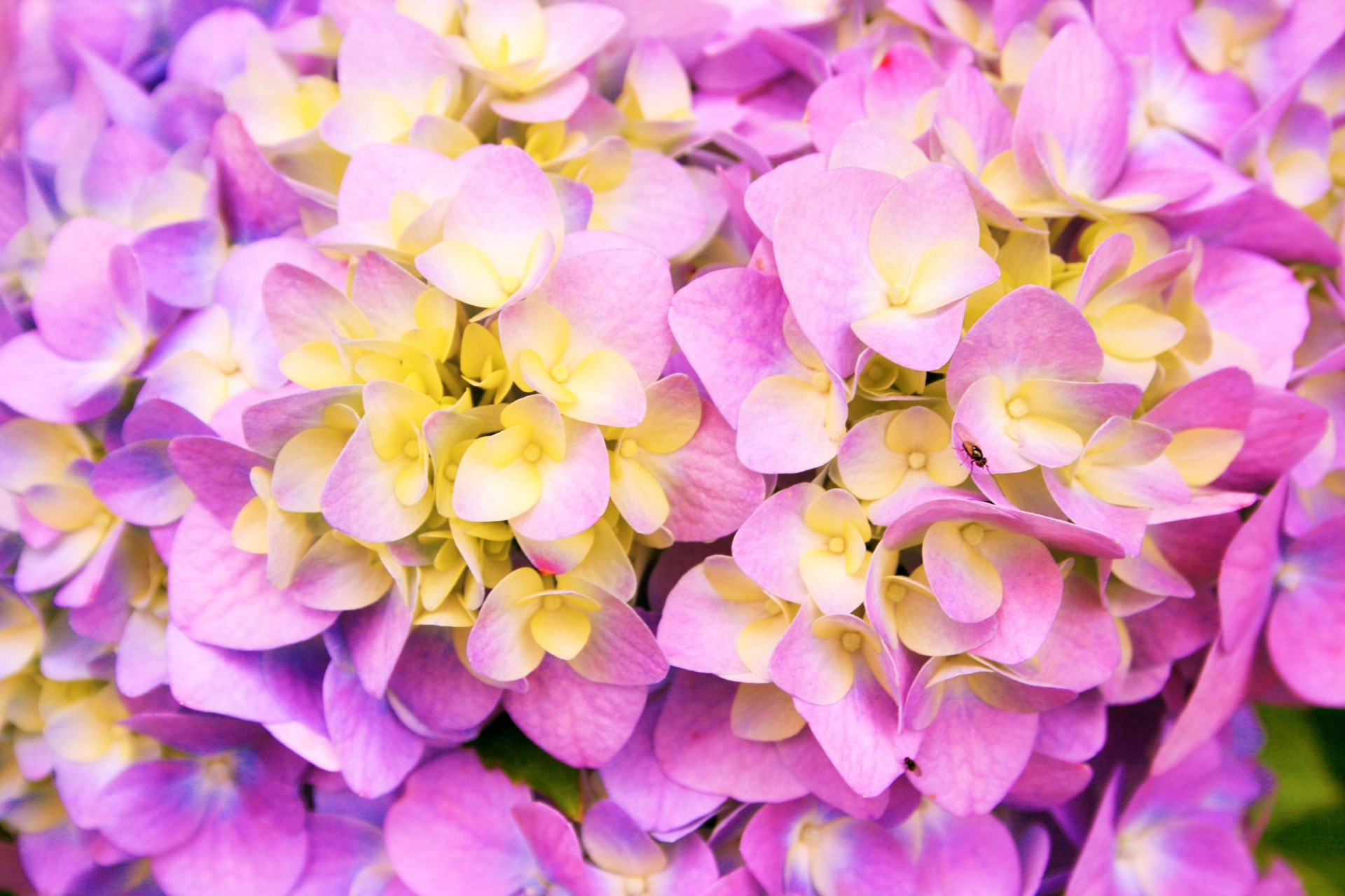 flower florets hydrangea free photo