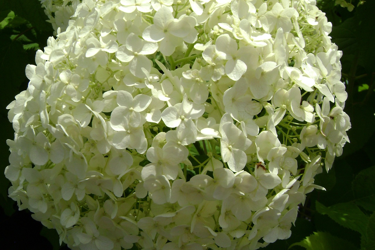 hydrangea tree plant anabelle summer flowers free photo