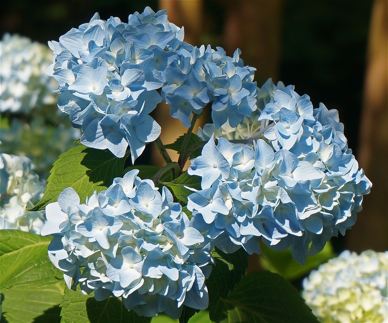 hydrangea trio hydrangea blossom free photo