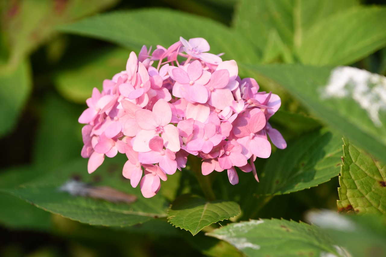 hydrangea viburnum flower pink free photo