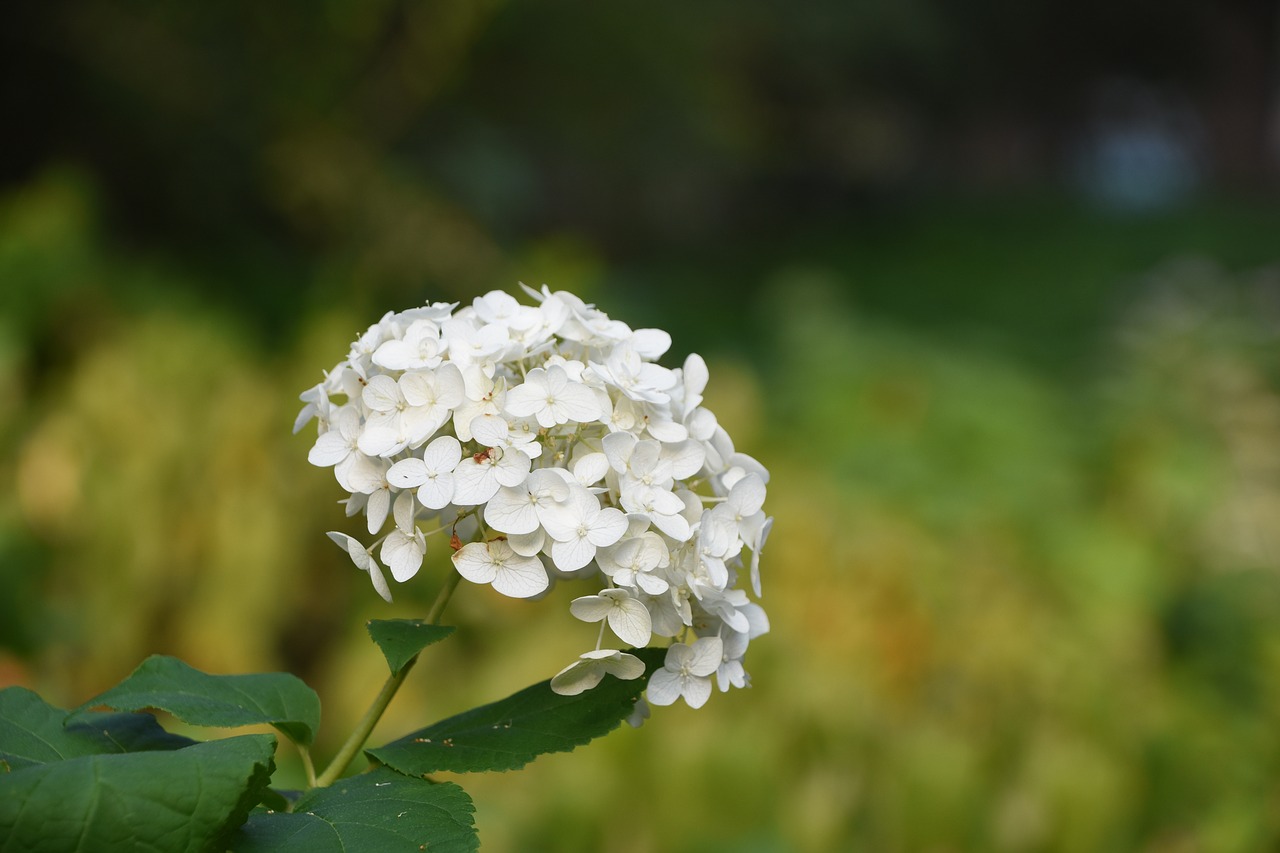 hydrangea viburnum flower white free photo