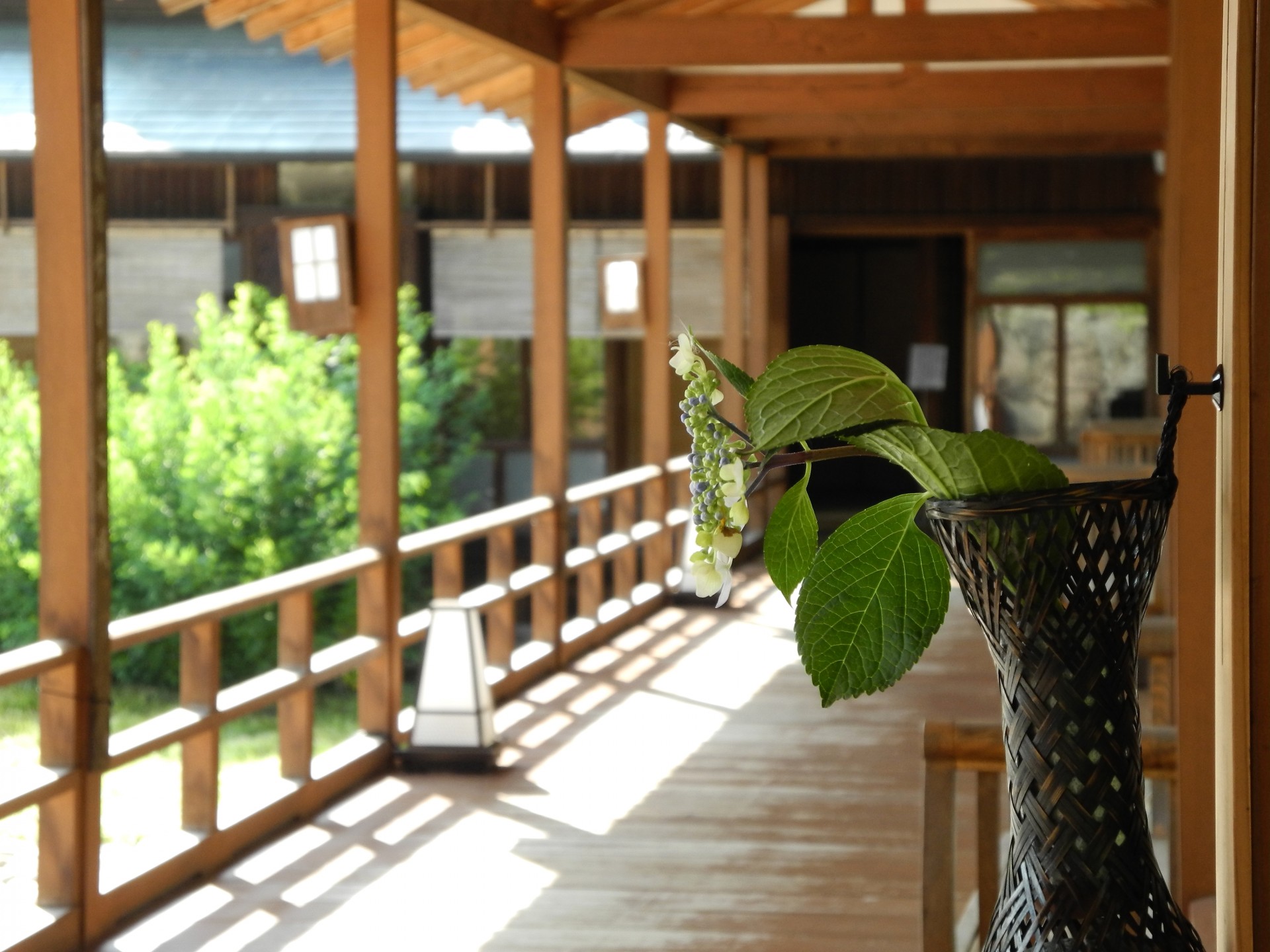 hydrangea corridor kosyo-ji free photo