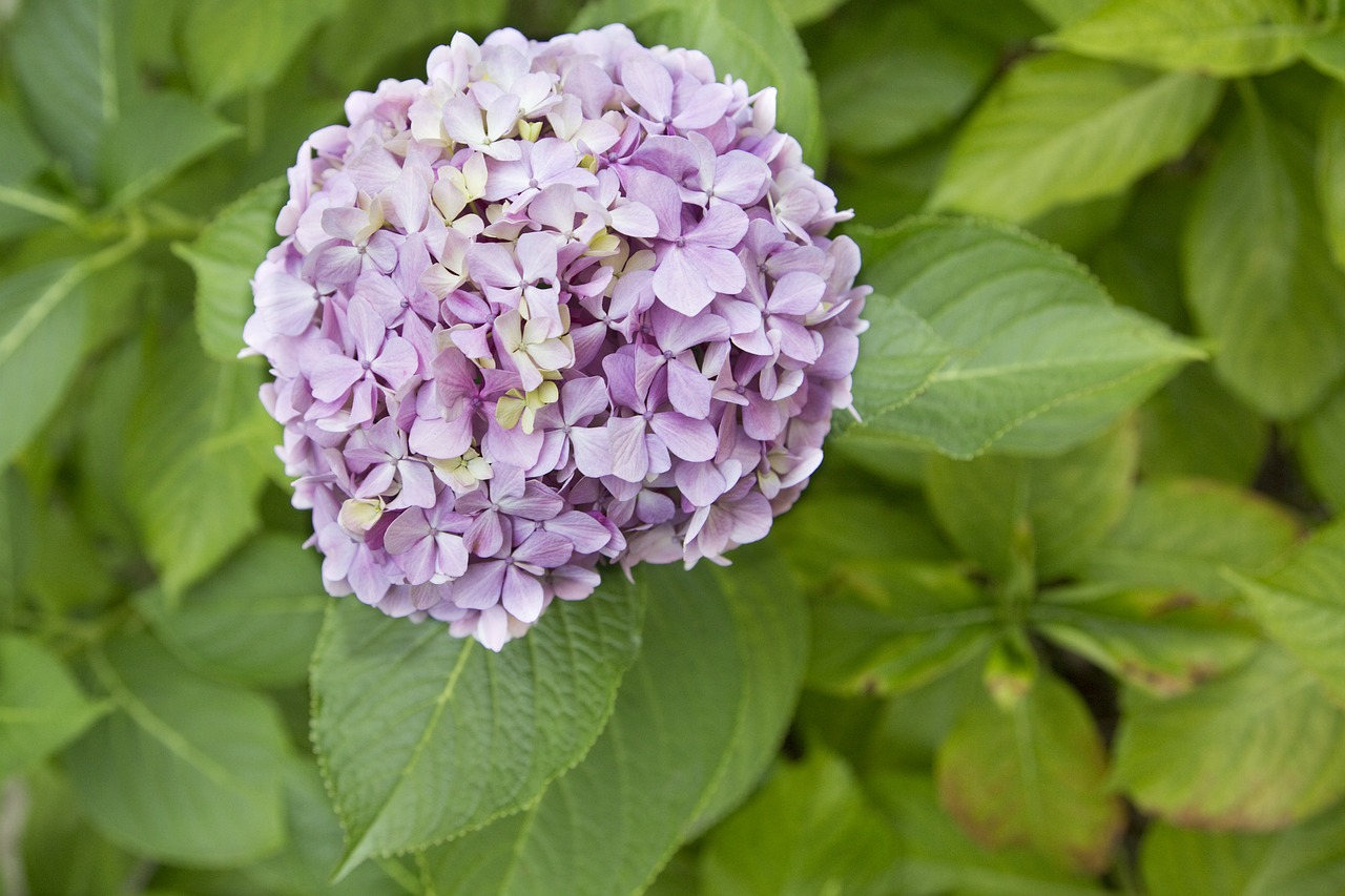 hydrangeaceae lilac floral free photo