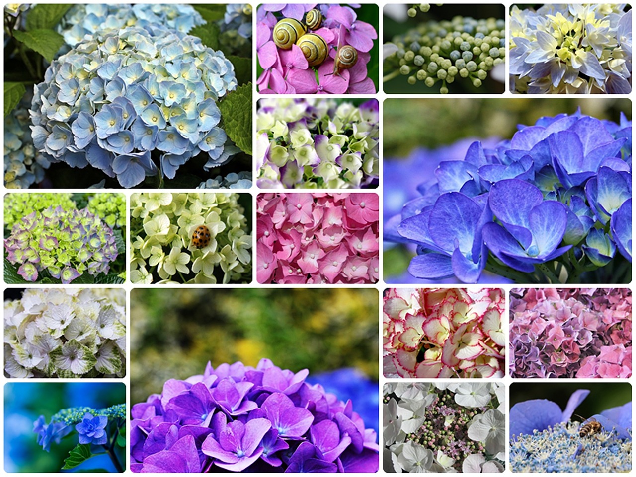 hydrangeas collage hydrangea-collage free photo