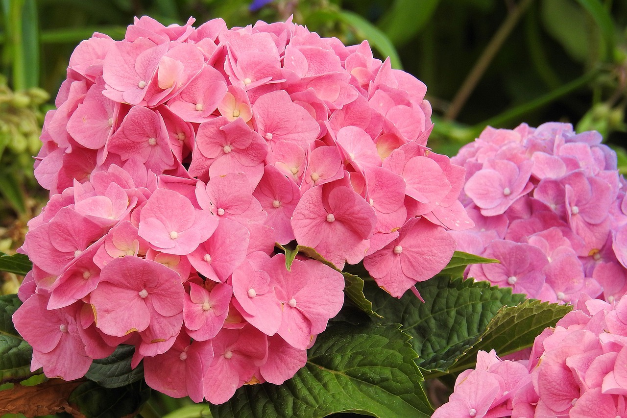 hydrangeas flowers pink free photo