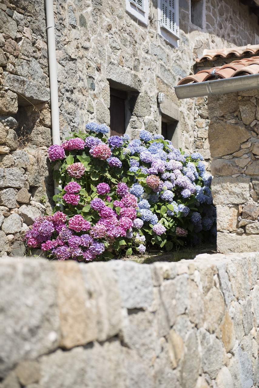 hydrangeas village corsican free photo