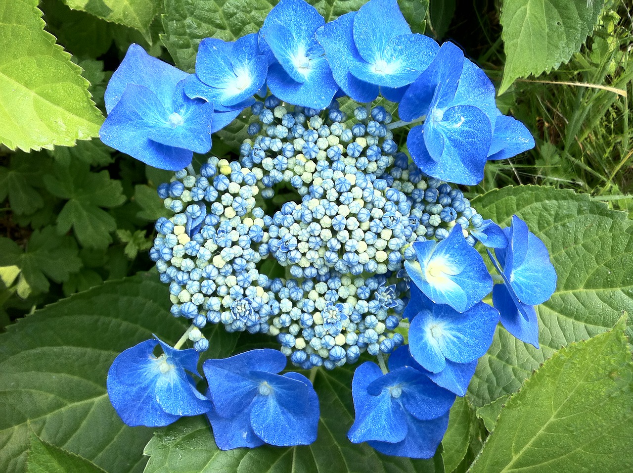 hydrangeas blue summer free photo