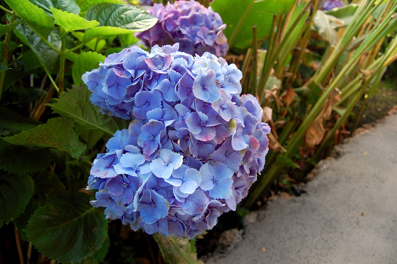 hydrangeas flower blue flower free photo