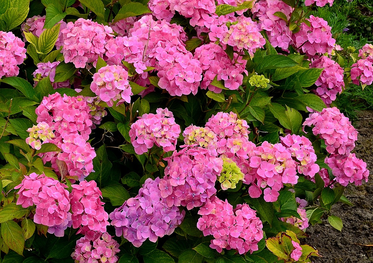 hydrangeas flower garden hydrangea bush free photo