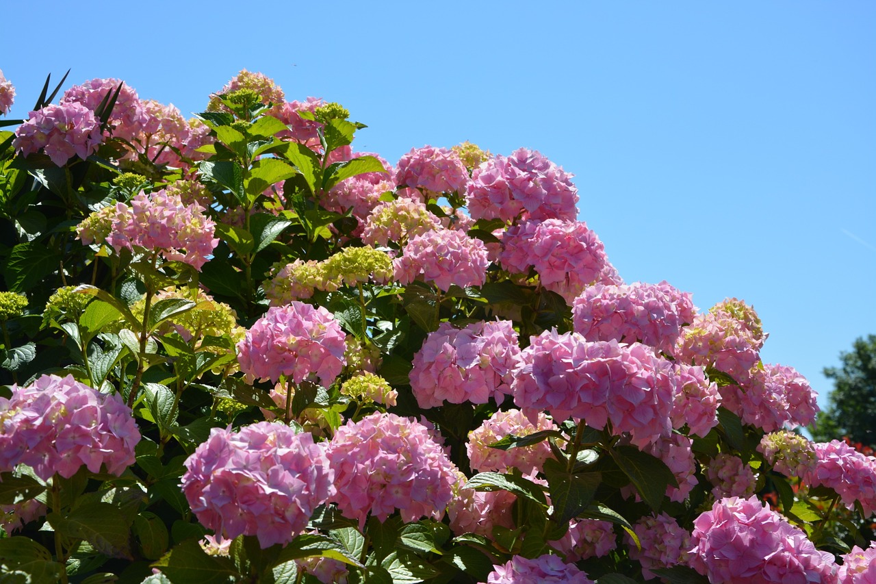 hydrangeas flowers pink free photo