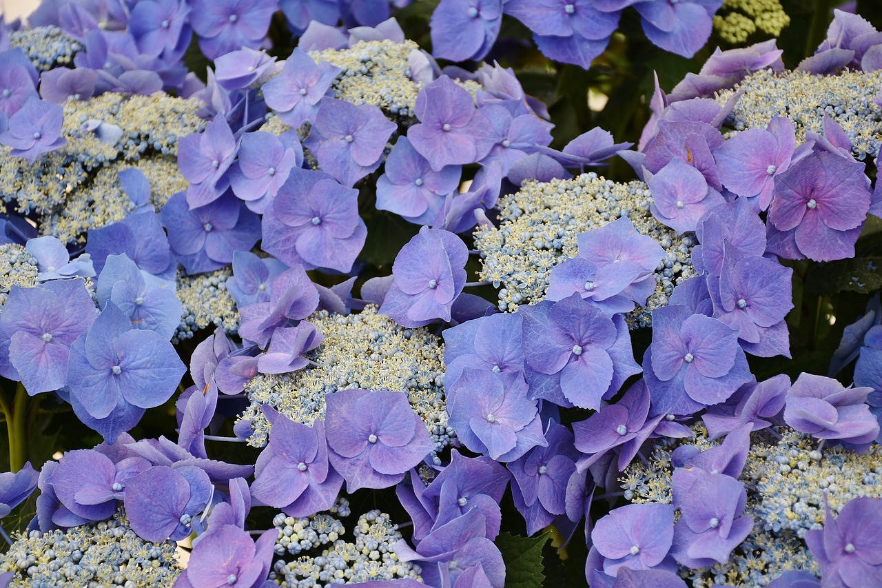 hydrangeas flowers purple free photo