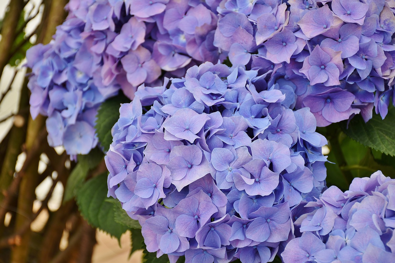 hydrangeas flowers purple free photo