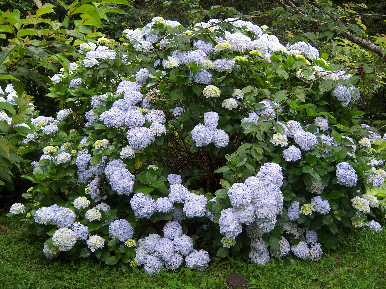 hydrangeas flowers garden free photo