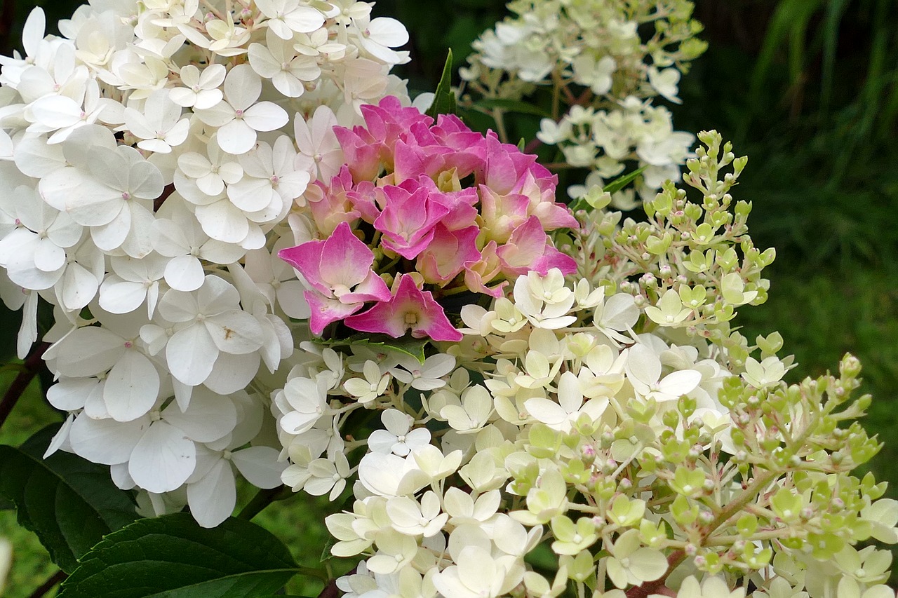 hydrangeas flowers white free photo