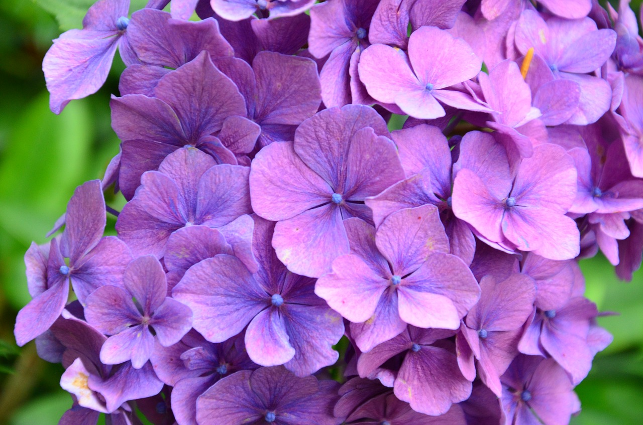 hydrangeas flowers nature free photo