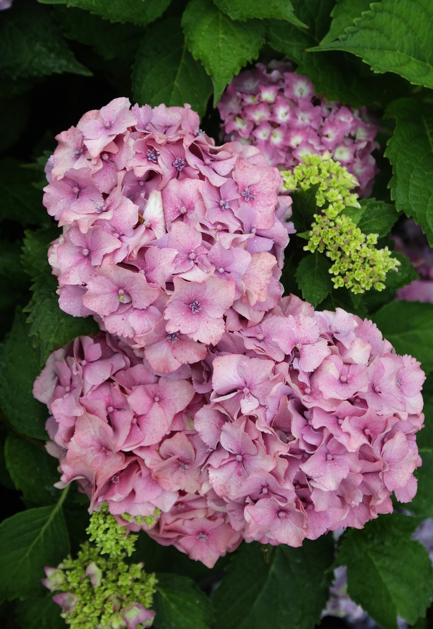 hydrangeas garden hydrangea free photo