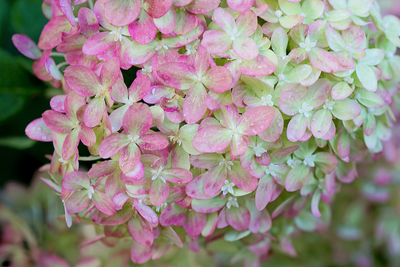 hydrangeas pink green free photo