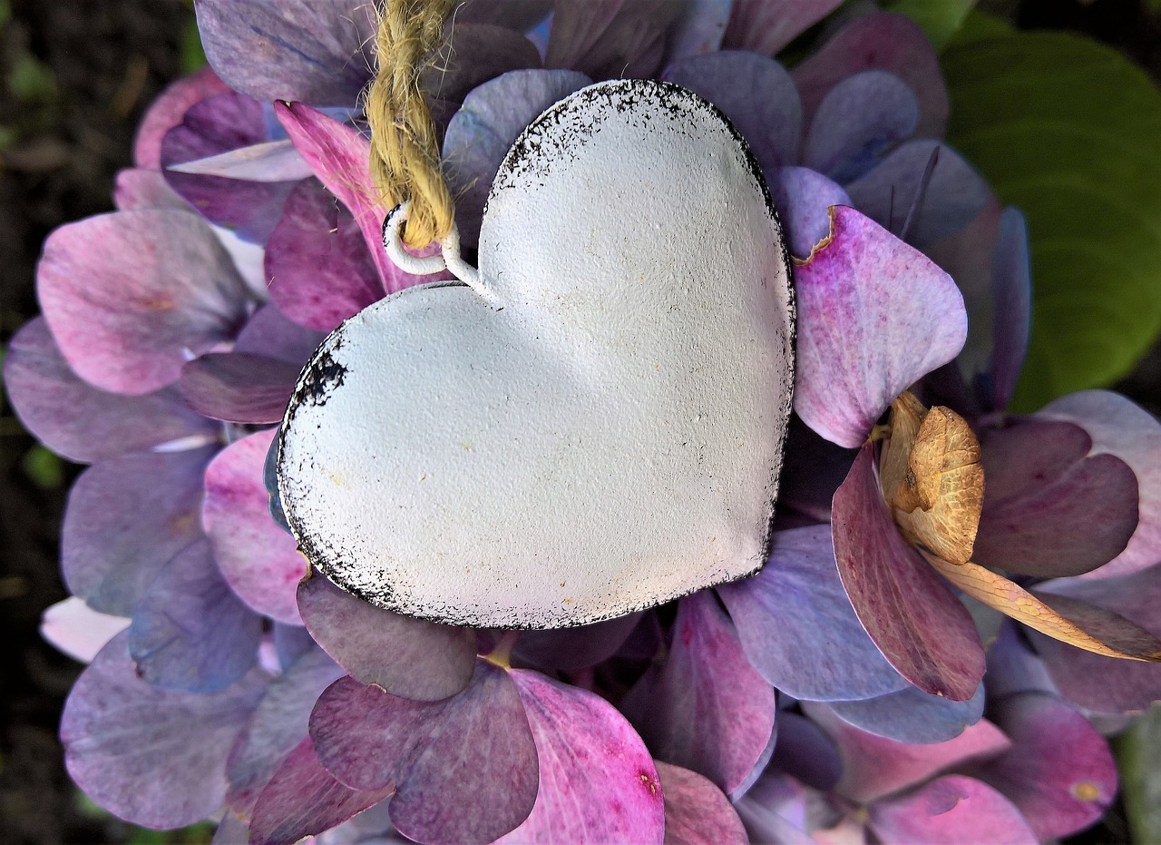 hydrangeas heart autumn free photo