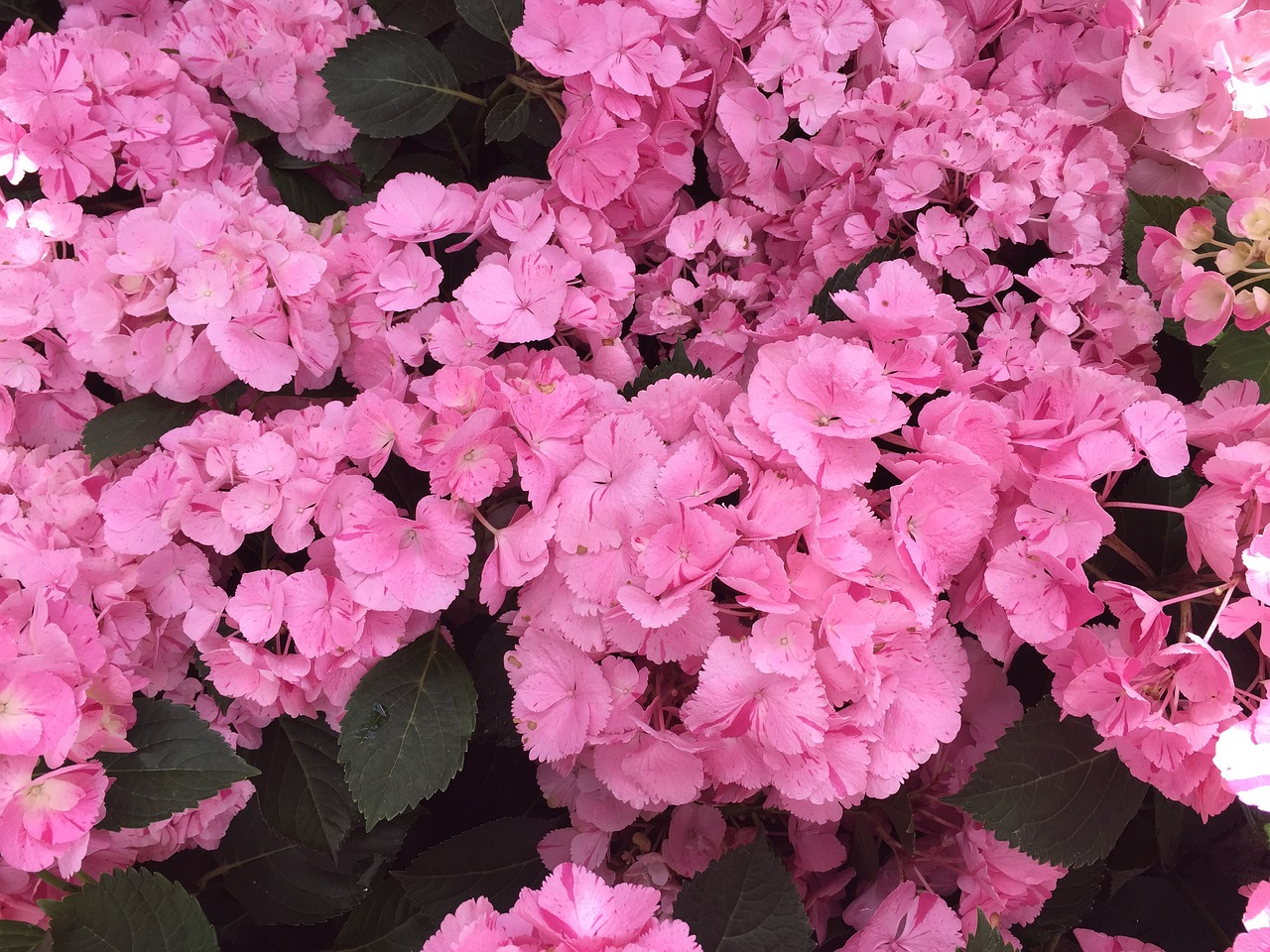 hydrangeas flower blossom free photo