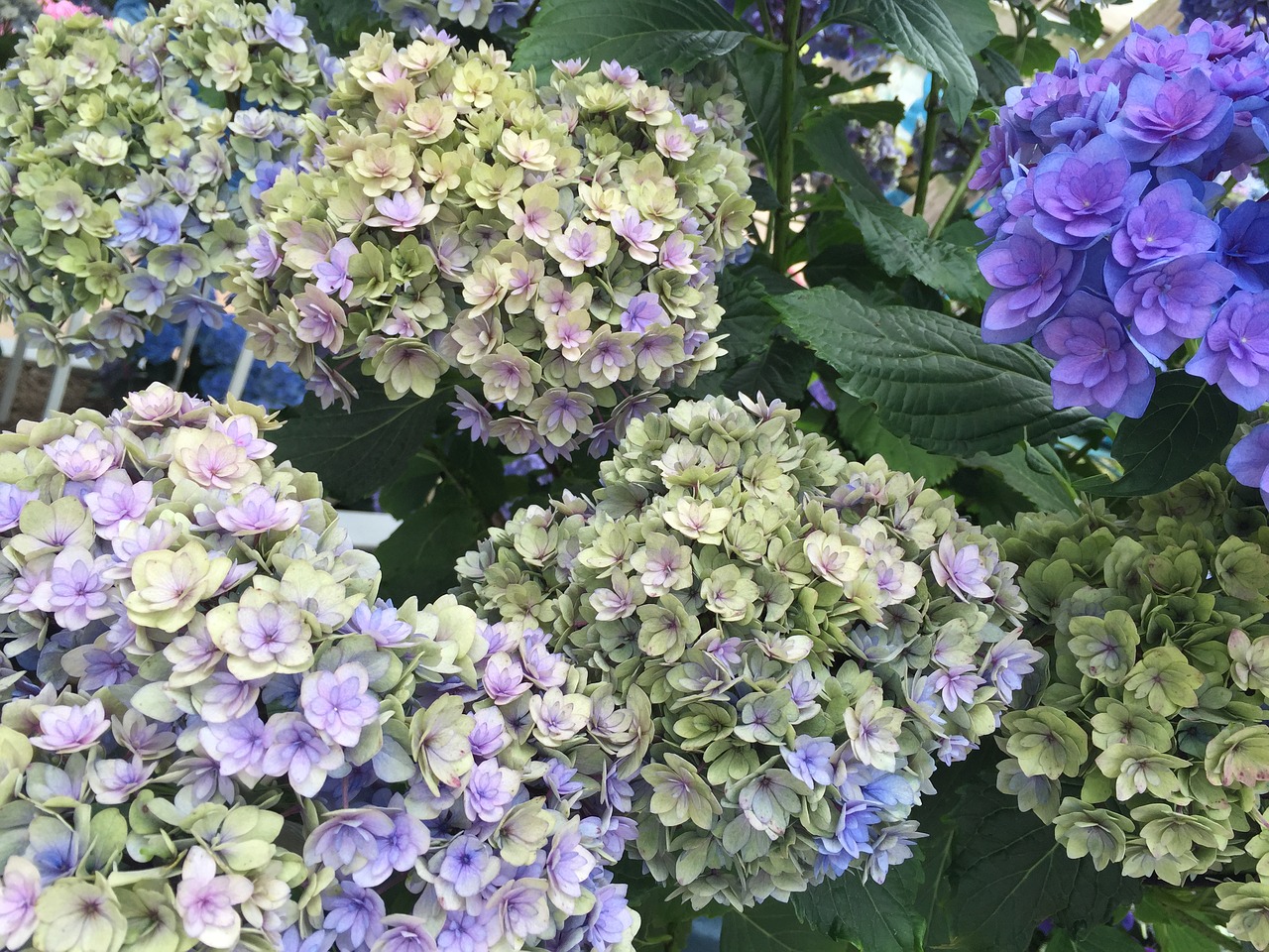 hydrangeas flower blossom free photo