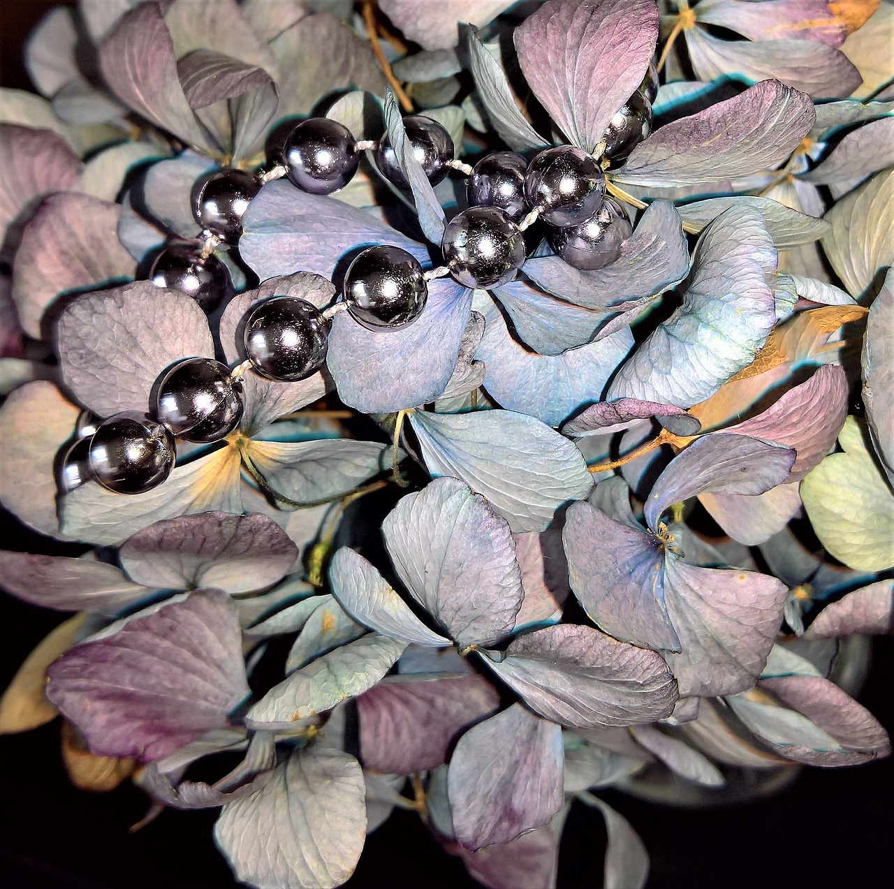 hydrangeas dried hydrangea flowers blue violet free photo