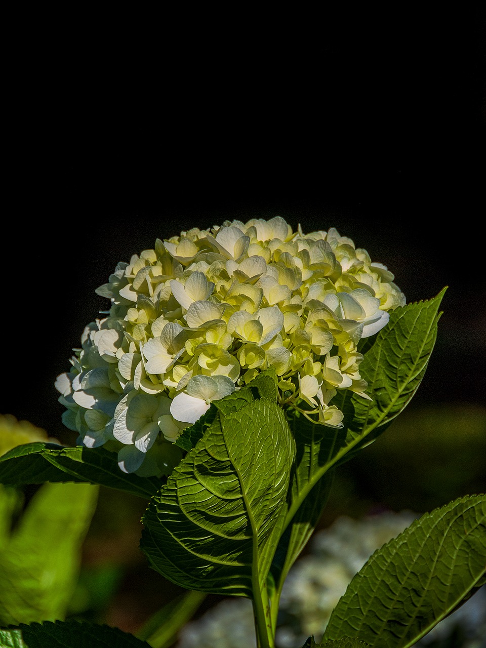 hydrangeas beautiful flowers natural free photo