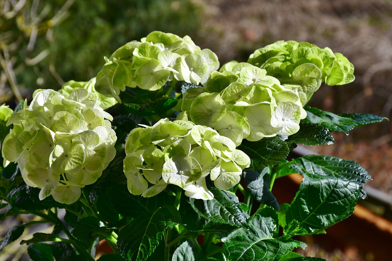 hydrangeas flowers yellow free photo