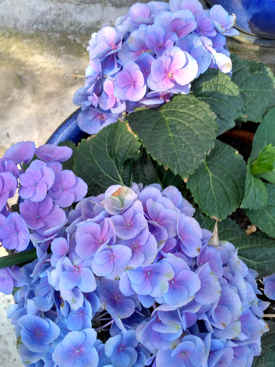 hydrangeas  hydrangea  plants free photo