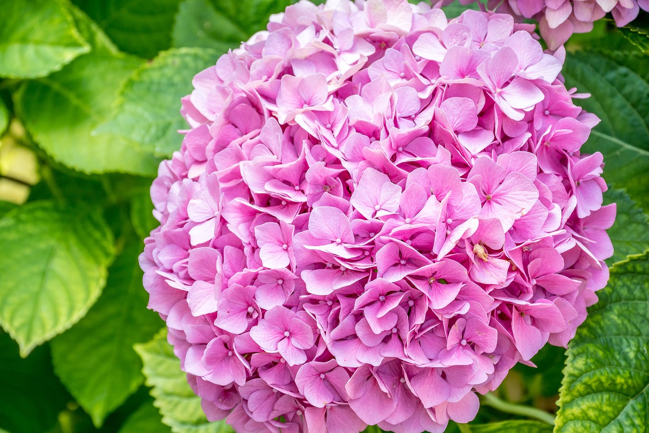 hydrangeas  purple  flower free photo