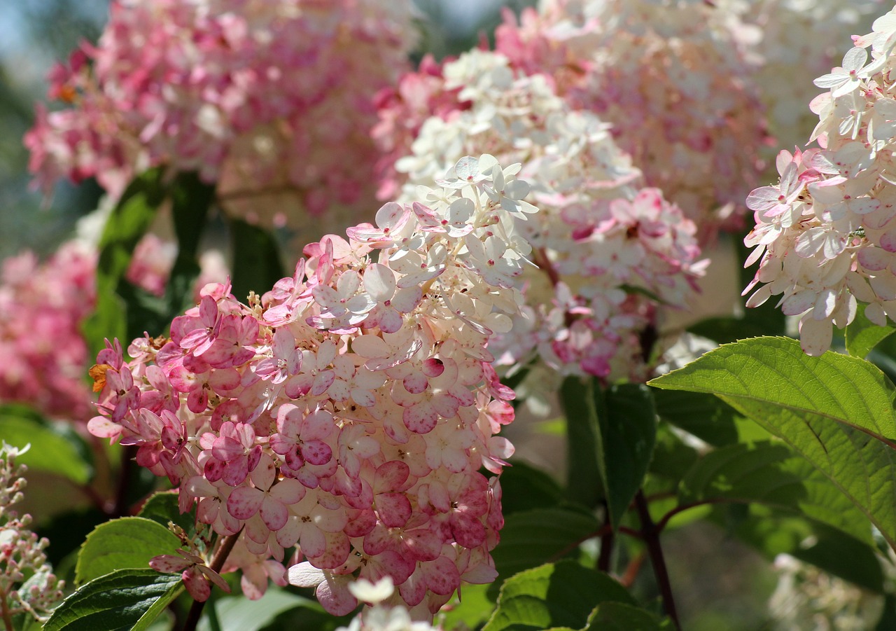 hydrangeas  flowers  summer free photo